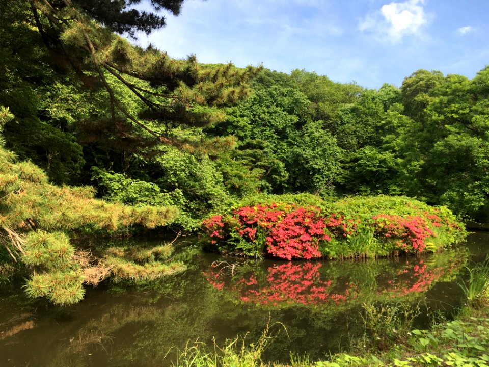 Koishikawa Botanical Garden in Bunkyo-ku, Tokyo