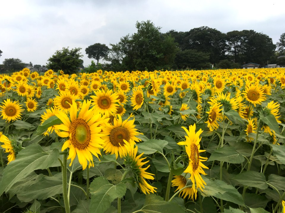 Sunflower Garden in Shimokiyoto, Kiyose-shi
