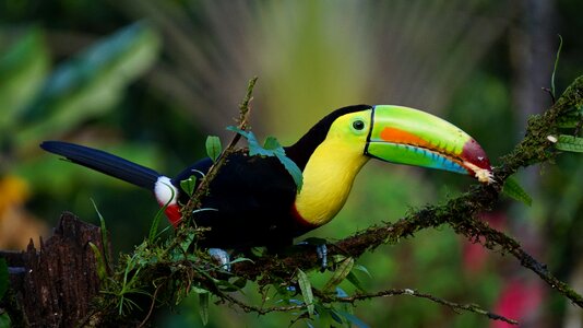 Bird rainforest green birds