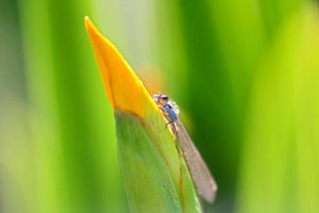 Libellule bleue sur fond vert photo