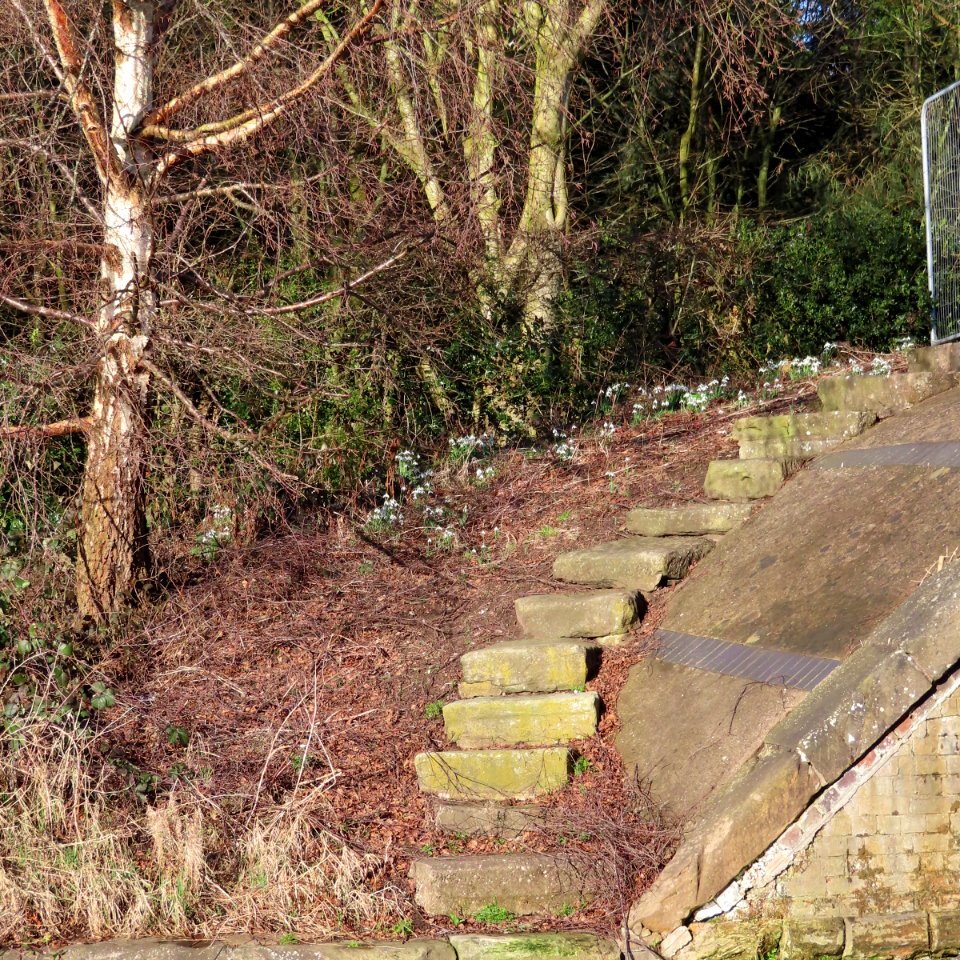 Snowdrops at Lock 65