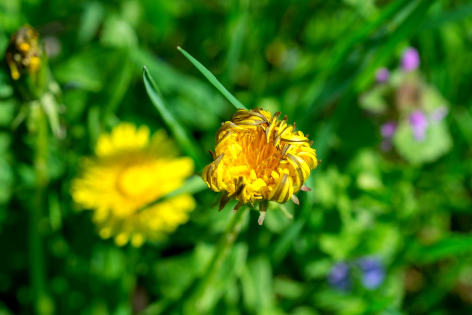 Flowers of spring