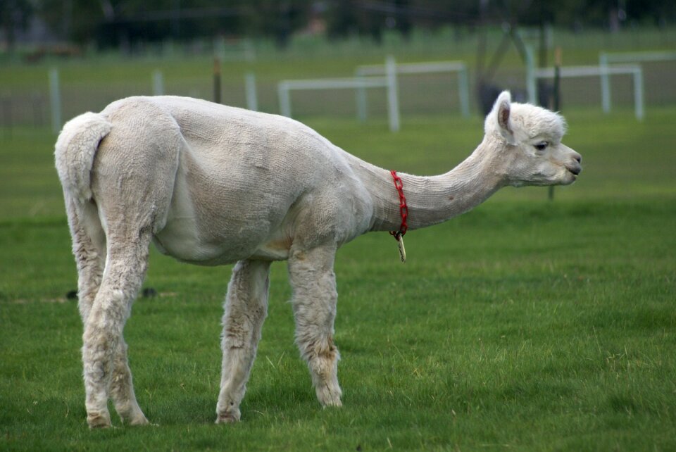 Alpaca alpaca farm central oregon