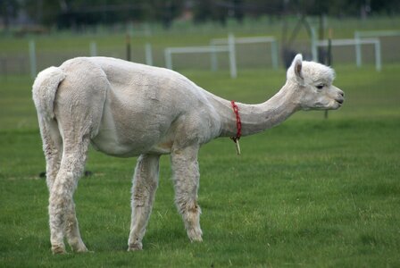 Alpaca alpaca farm central oregon