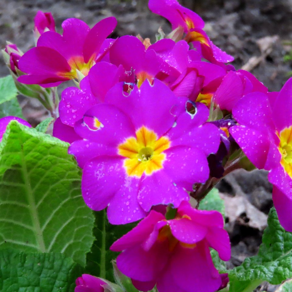 Raindrops on Primrose