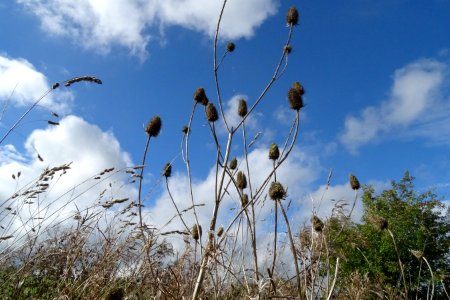 Autumnal Teasel photo