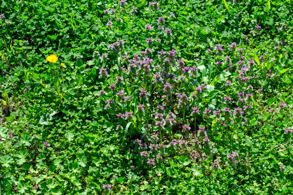 Flowers of spring