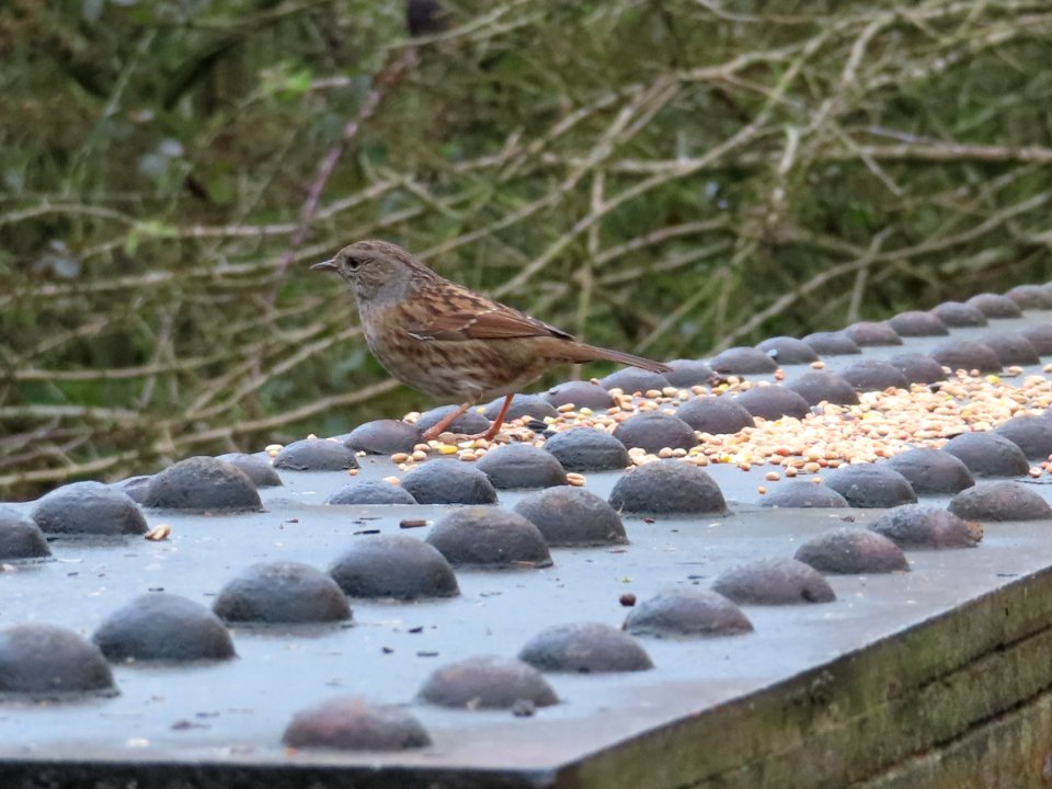 Dunnock - Prunella modularis