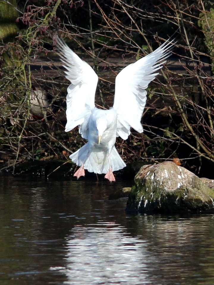 Gull 02