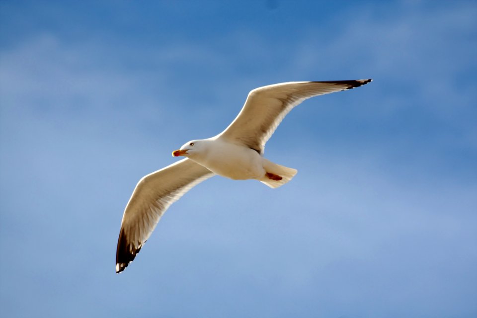 Mouette