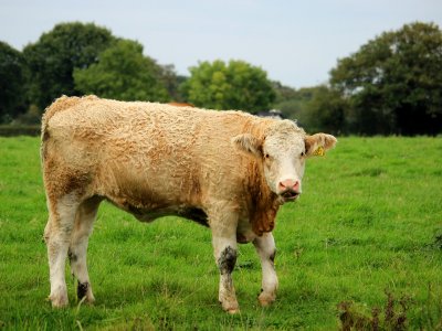 Wooly Bull