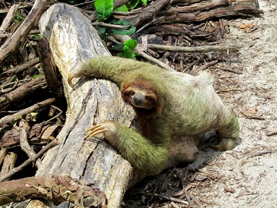 Costa rica nature fauna