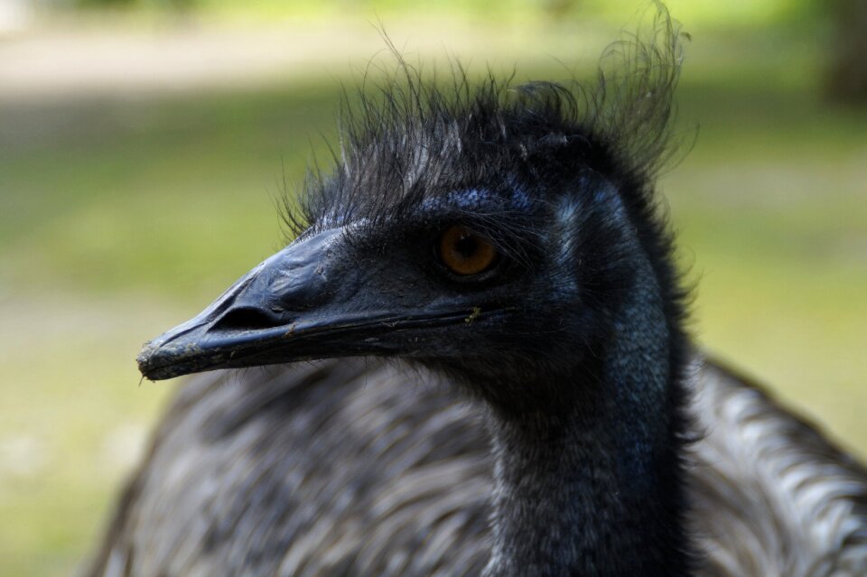 Animal portrait bird bill