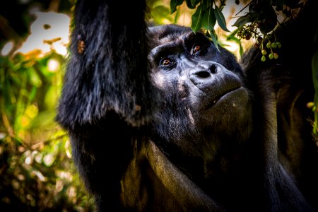 USAID Measuring Impact Conservation Enterprise Retrospective (Uganda; International Gorilla Conservation Program) photo