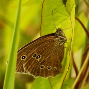 Aphantopus hyperantus photo