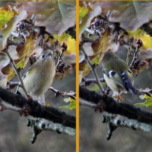 Goldcrest