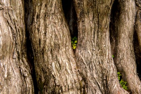 Mother Nature photo