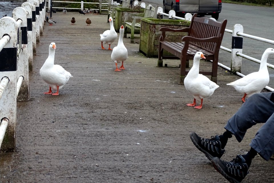 Redesmere Geese