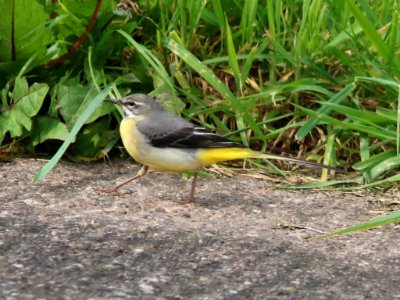 Grey Wagtail, Motacilla cinerea photo