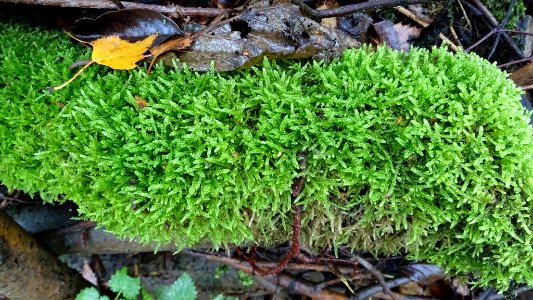Green Lichen photo