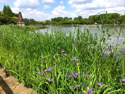 Ukima Park in Itabashi-ku