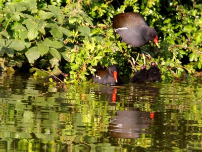 More Moorhens