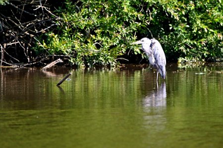 Héron - heron photo