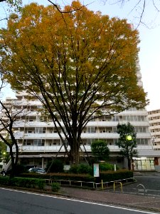 Hikarigaoka in Nerima-ku