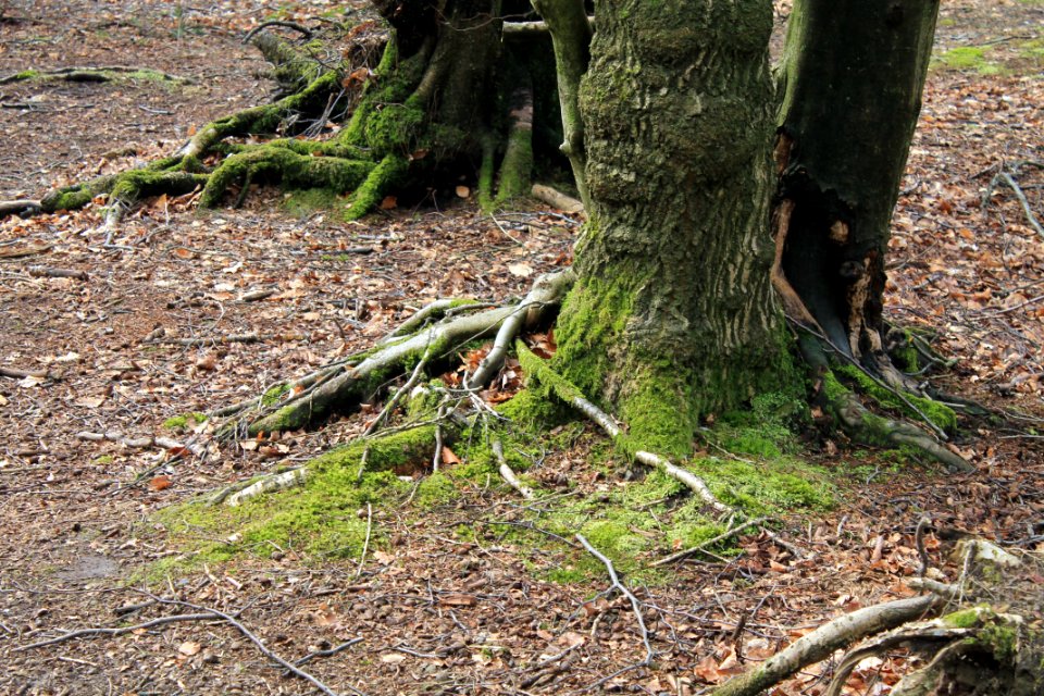 Leith-Hill-april-2016