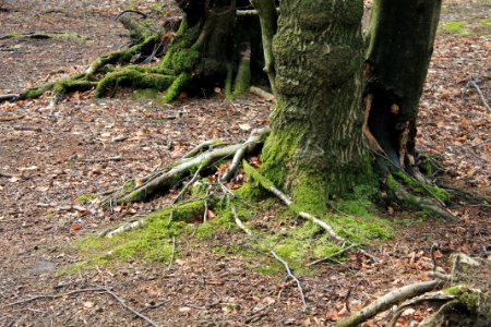 Leith-Hill-april-2016