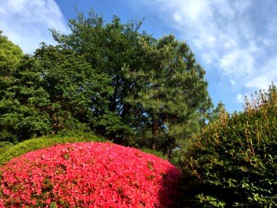 Koishikawa Botanical Garden in Bunkyo-ku, Tokyo