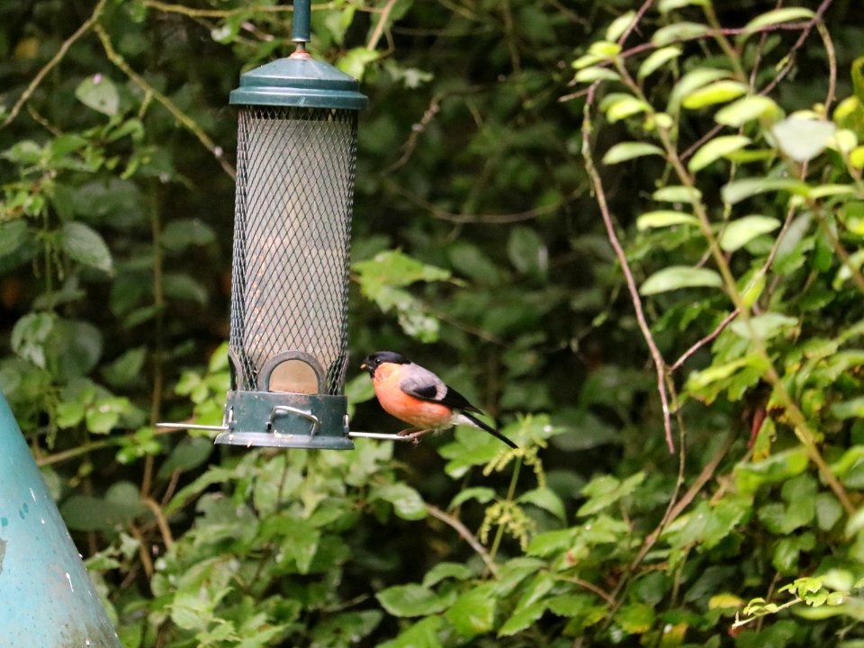 Bullfinch photo