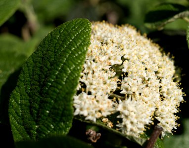 Viburnum dilatatum