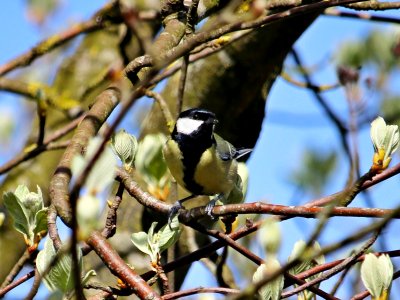 Great Tit in buds photo