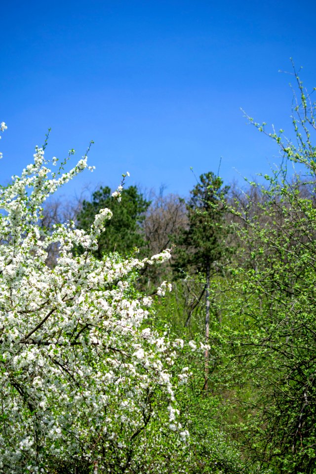 Flowers of spring