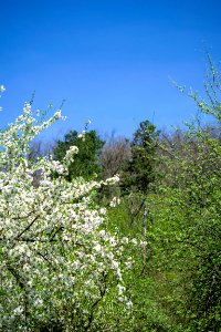 Flowers of spring photo