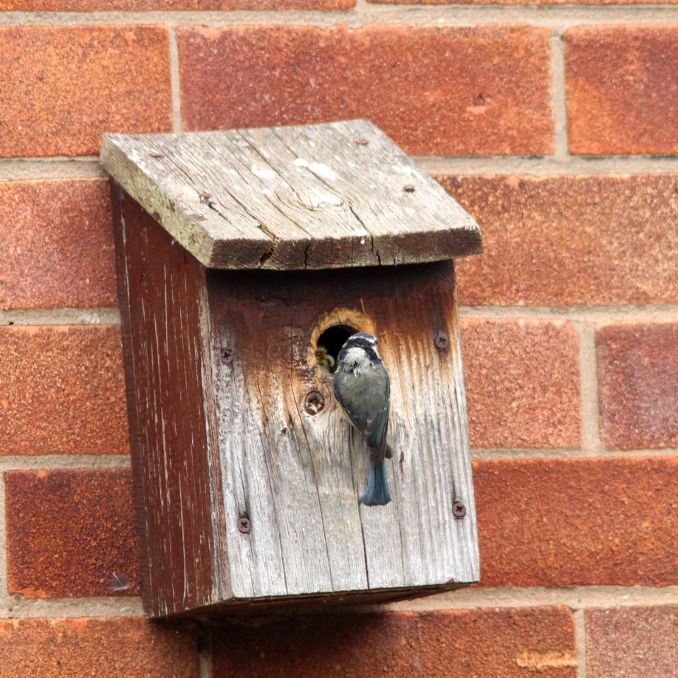 Nest Box Action 01