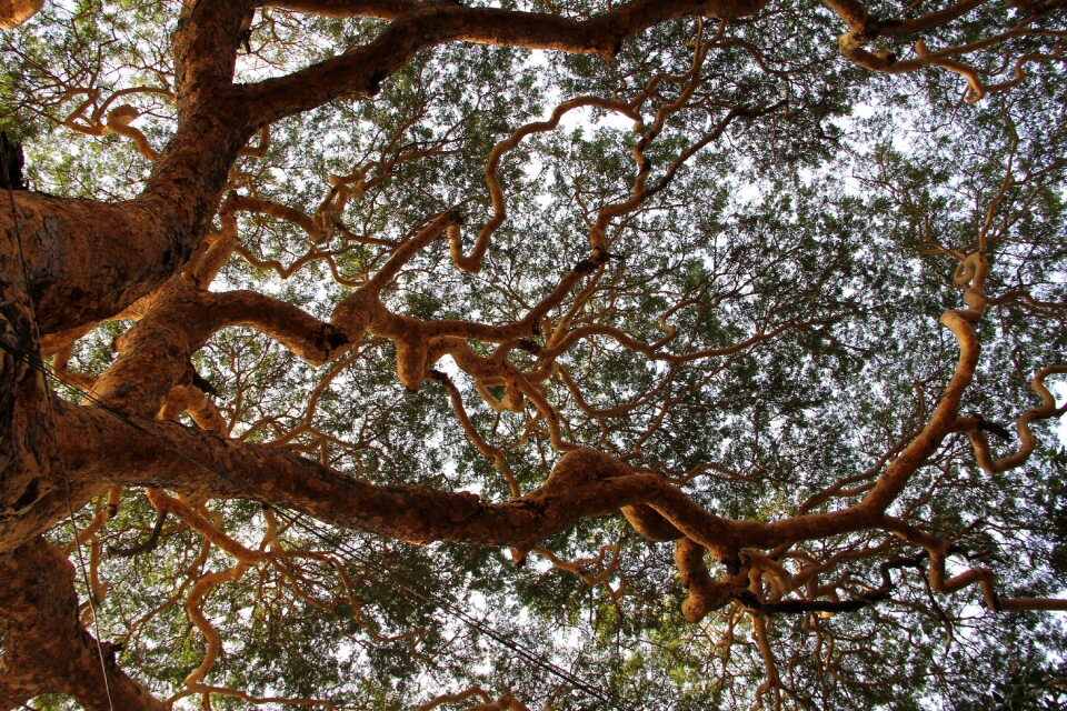 Nature leaves tribe
