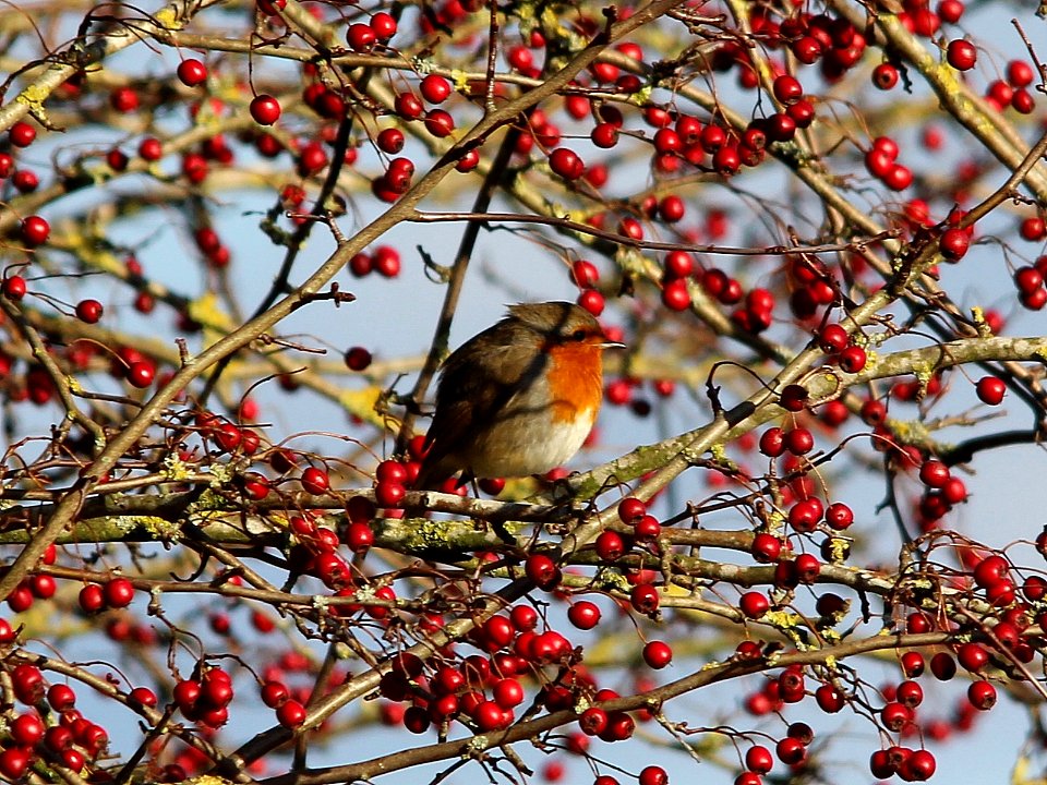 Erithacus rubecula