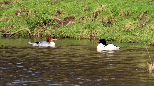 Mergus merganser photo