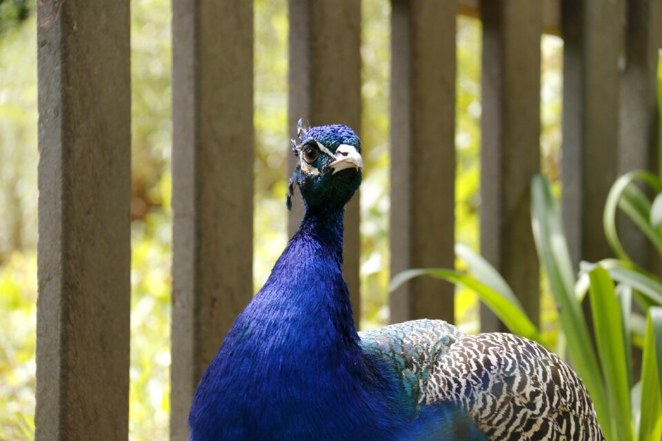 Blue nature bird