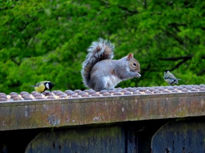 Grey Squirrel with pair of Tits