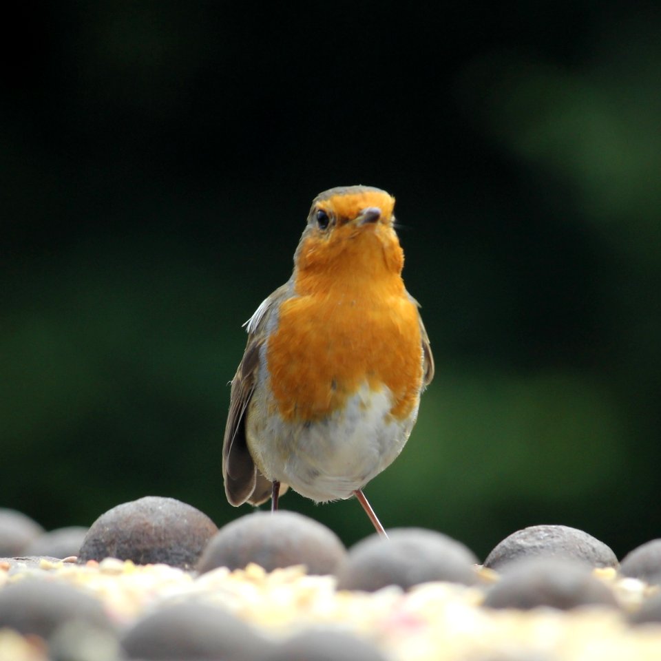 Regrown Adult Robin