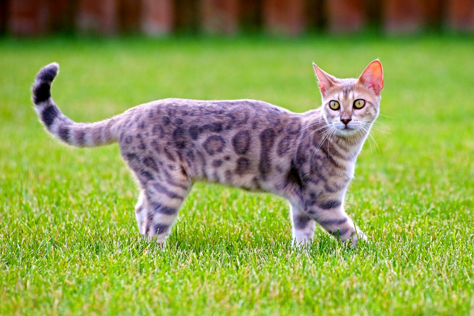 Blue bengal kitten: taste of freedom - 2