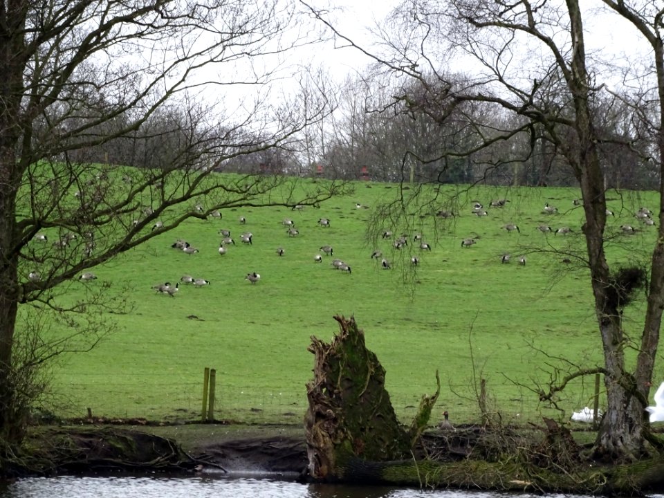 Grazing Geese