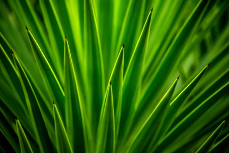 Spiky greens