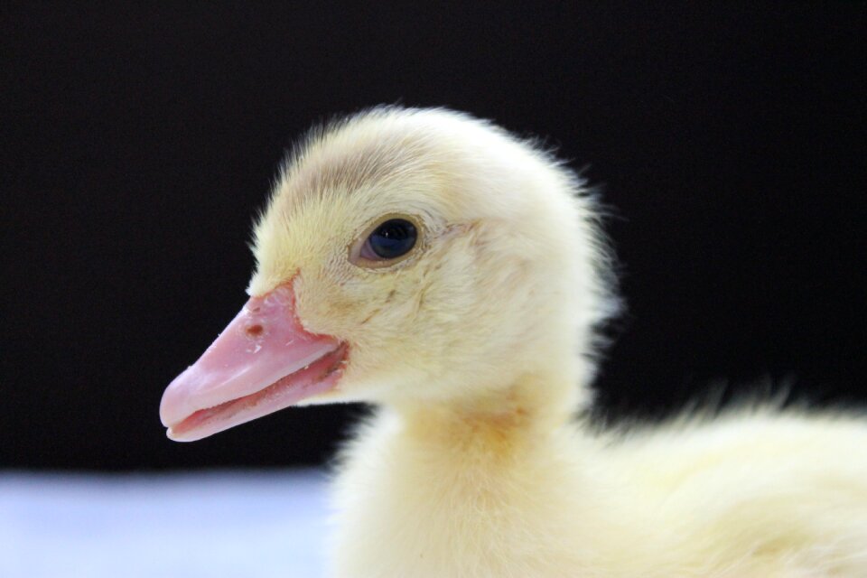 Duckling animal bird