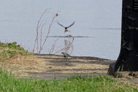 Juvenile Pied Wagtail Photobombed!