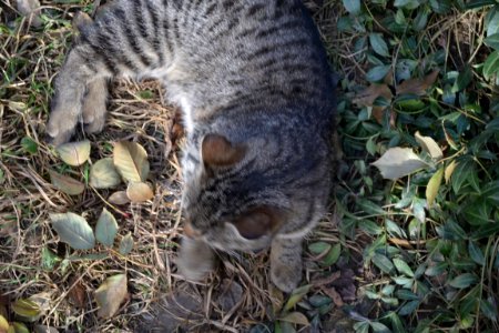 Cat in February