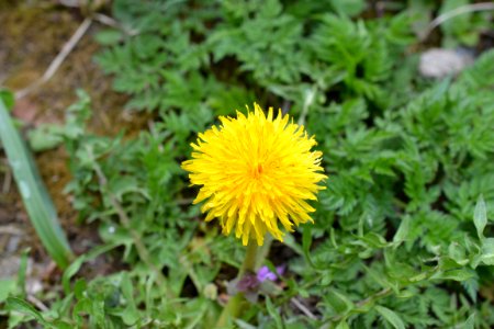 Flowers in the garden photo